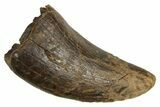 Fossil Tyrannosaur (Nanotyrannus) Tooth - Wyoming #379737-1